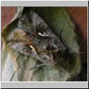 Autographa gamma - Gammaeule 04.jpg